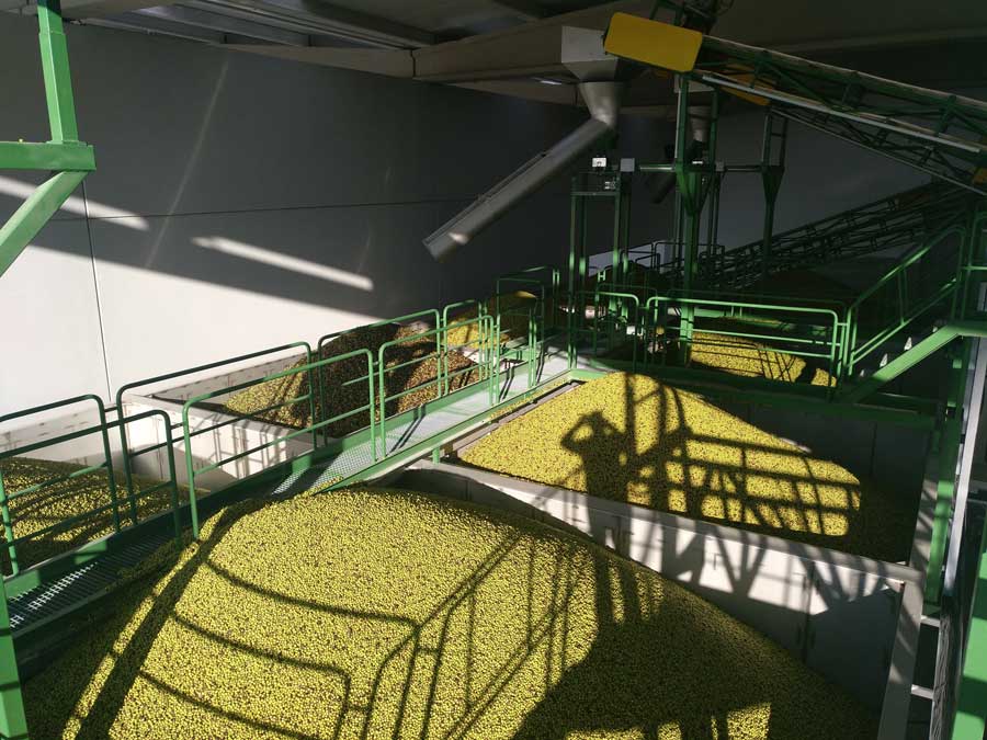 Innovación Oleícola Internacional